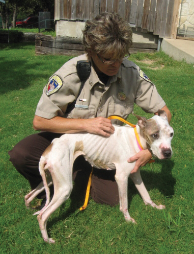 National Law Enforcement Center on Animal Abuse | NATIONAL SHERIFFS'  ASSOCIATION