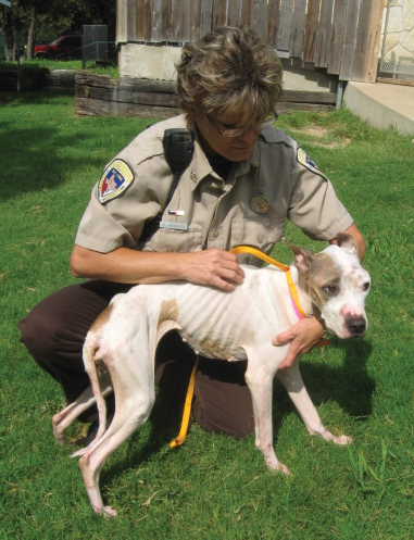 National Law Enforcement Center on Animal Abuse | NATIONAL SHERIFFS' ASSOCIATION National Law Enforcement Center on Animal Abuse | NATIONAL SHERIFFS' ASSOCIATION